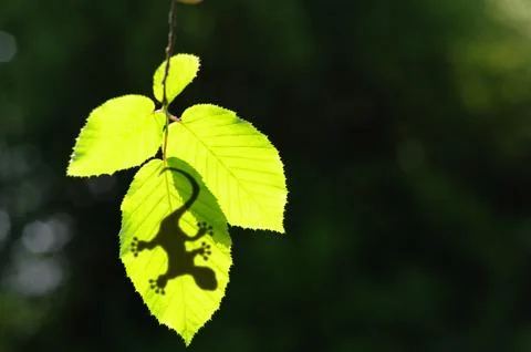 Gecko shadow on leaf Stock Photos