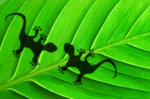 Gecko shadow on leaf Stock Photos