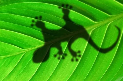 Gecko shadow on leaf Stock Photos