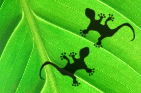 Gecko shadow on leaf Stock Photos