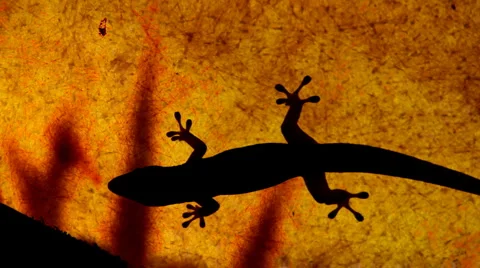 Gecko Silhouettes Stock Footage