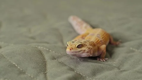 A gecko sits on a patterned quilt, its golden tones blending harmoniously with Stock Footage 300553851