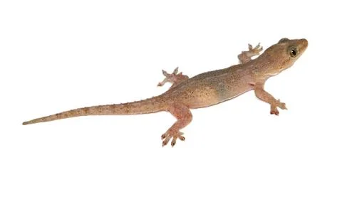 Gecko. small funny lizard Stock Photos