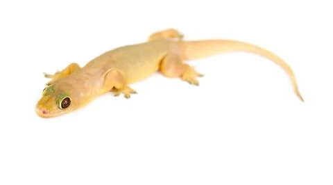 Gecko. small lizard. Stock Photos