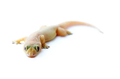 Gecko. small lizard. Stock Photos