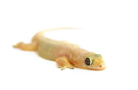 Gecko. small lizard. Stock Photos