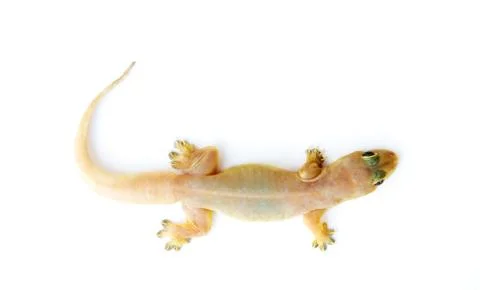 Gecko. small lizard. Stock Photos