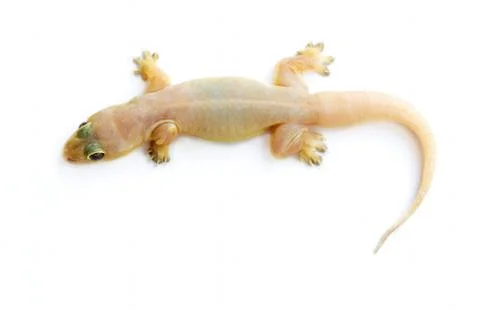 Gecko. small lizard. Stock Photos