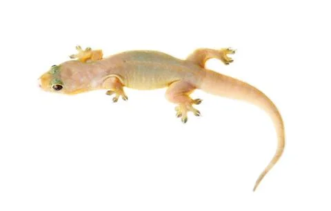 Gecko. small lizard. Stock Photos