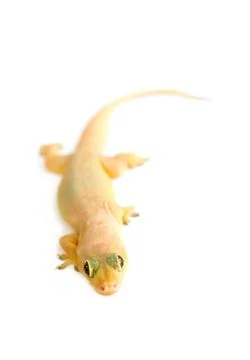 Gecko. small lizard. Stock Photos