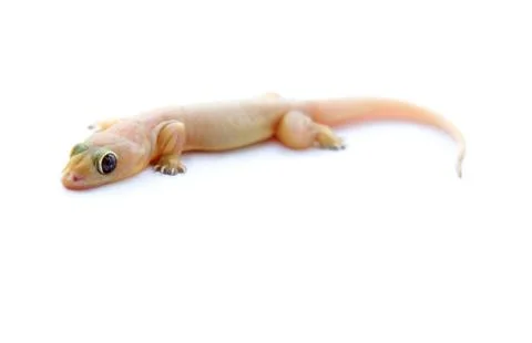 Gecko. small lizard. Stock Photos