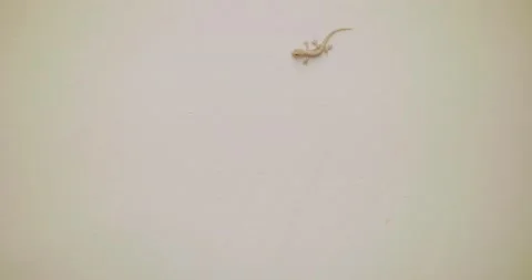 Gecko Sneaking up a White Wall to Hide Stock Footage 140680961