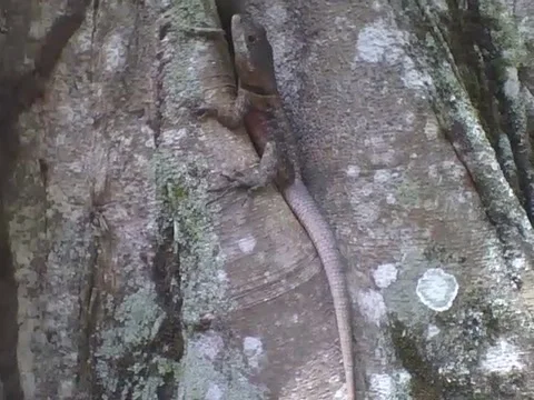 Gecko stands on the tree, looks at the size of the tail Stock Footage 163678715