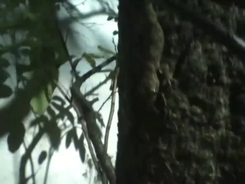 Gecko stands on tree trunk at night, it looks cool Stock Footage 159434201