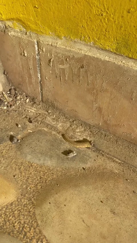 Gecko tails Stock Footage 319457480