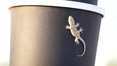 A gecko on a telephone pole Stock Footage 153474786