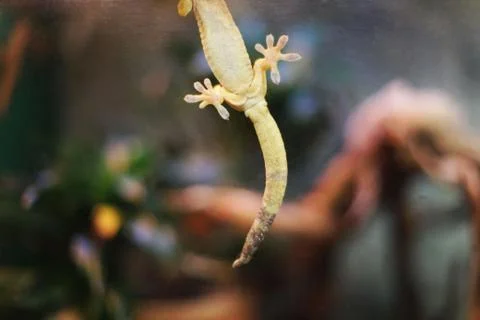 Gecko in a terrarium. Stock Photos