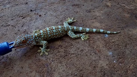 Gecko tooth strength Stock Footage 229984485