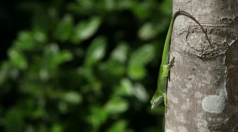 Gecko on a Tree Stock Footage 11882532