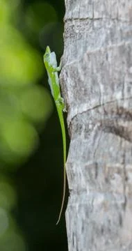 Gecko at the tree Stock Photos