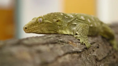 Gecko on tree trunk Stock Footage 93523314