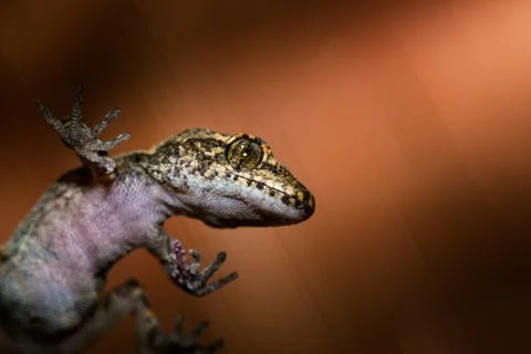 Gecko upright Stock Photos