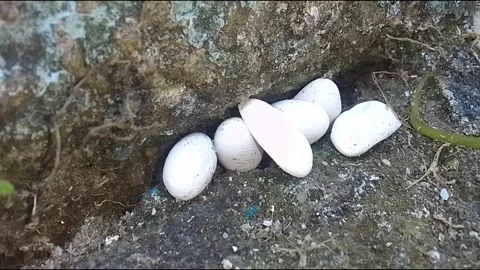 Gecko, viper or snake eggs discovered in a crack of a building, fascinating! Stock Footage 287119894