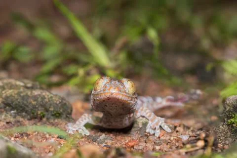 The gecko is walking on the ground. Stock Photos