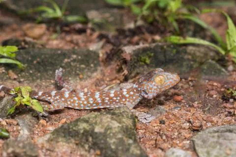 The gecko is walking on the ground. Stock Photos