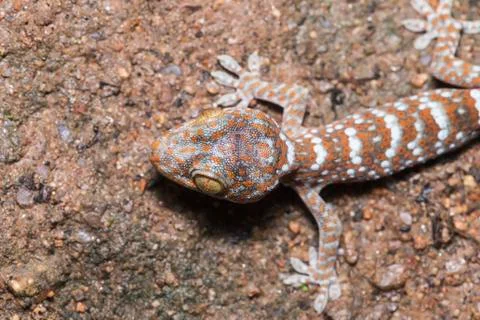 The gecko is walking on the ground. 写真素材