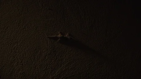 Gecko on wall casting shadow Stock Footage 113364202