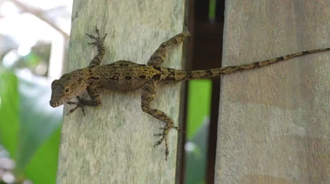 Gecko on a wall Stock Footage 47251339