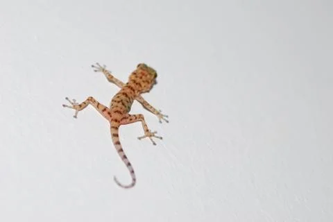 Gecko on a wall on the left Stock Photos