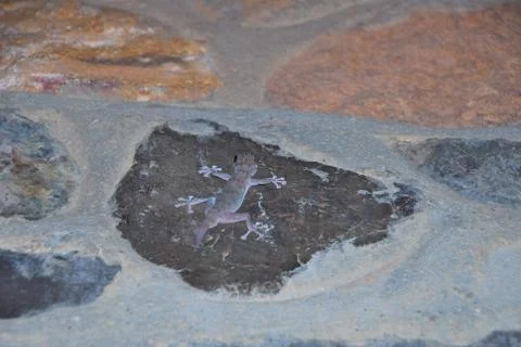 Gecko on a wall Stock Photos