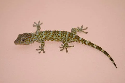 Gecko on the wall Stock Photos