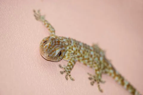Gecko on the wall Stock Photos