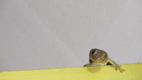 Gecko on the wall Fotos de archivo