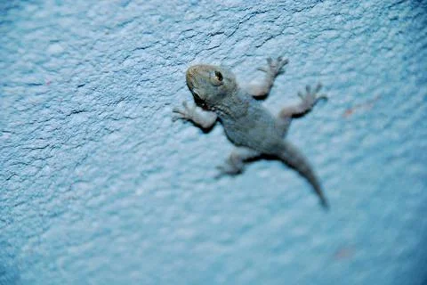 Gecko in a wall Stock Photos