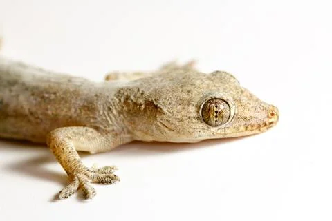 Gecko on white background Stock Photos