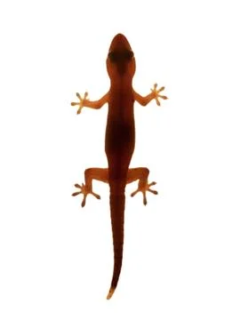 Gecko on white Fotos de archivo