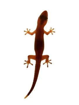Gecko on white Stock Photos