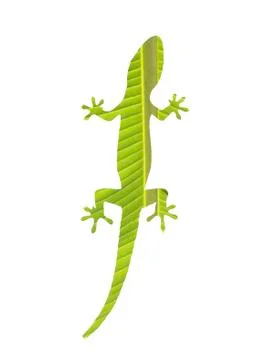 Gecko on white 스톡 사진
