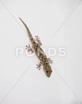 Gecko on white wall Stock Photos