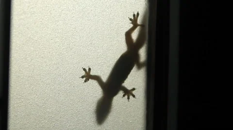 Gecko on window Video stock 64739248