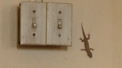 Gecko WS Stock Footage 121981170