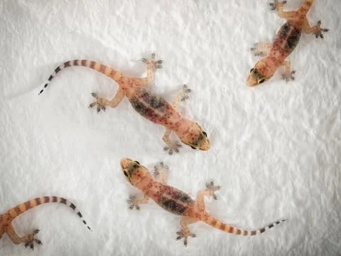 Geckos Stock Photos
