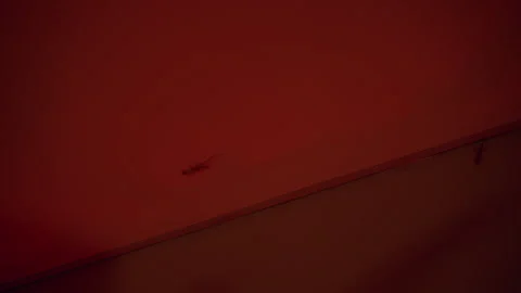 Geckos Resting on Ceiling Above Glowing Halloween Lanterns And Cobweb Decoration Stock Footage 337106914