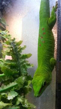 Geckos sharp focus 库存照片