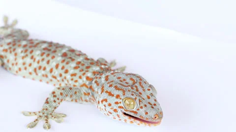 Geckos on white background Stock Footage 37300510