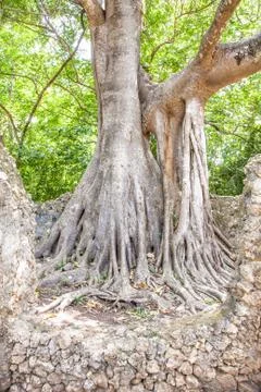 Gede ruins Stock Photos